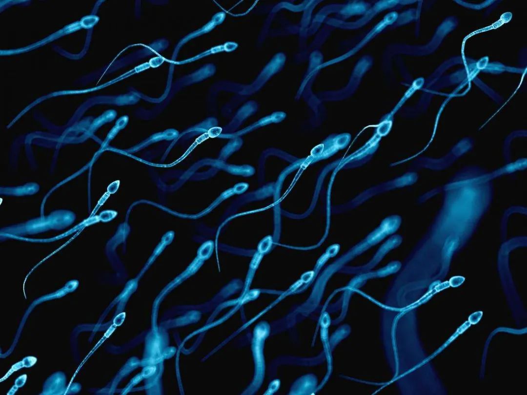 300年的科学误解:精子游动并非蝌蚪式?