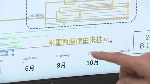 ▲日本国内发现来自美国西海岸的毒株（NHK）