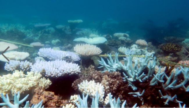 全球变暖导致澳大利亚大堡礁珊瑚大面积死亡