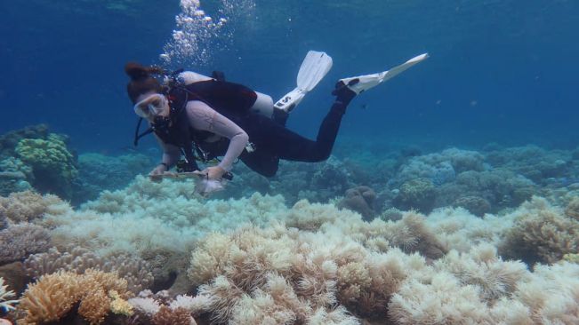 大堡礁1/3珊瑚热浪中死亡 白化现象严重