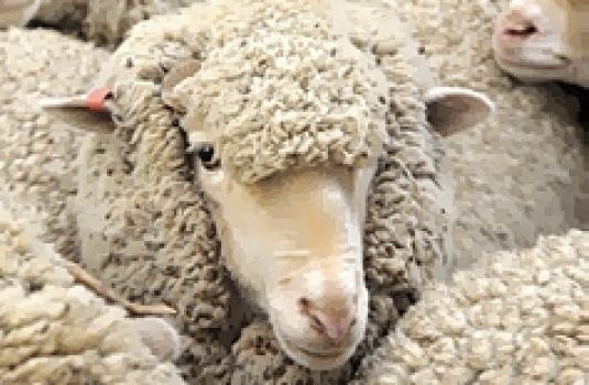 澳2千羊出口中东惨死 业界吁停止出口活畜