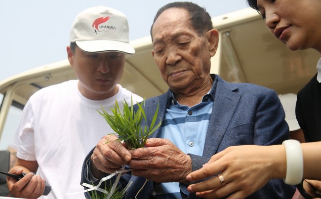 袁隆平团队与阿里合作推广"海水稻" 争取"亩产一千美金"