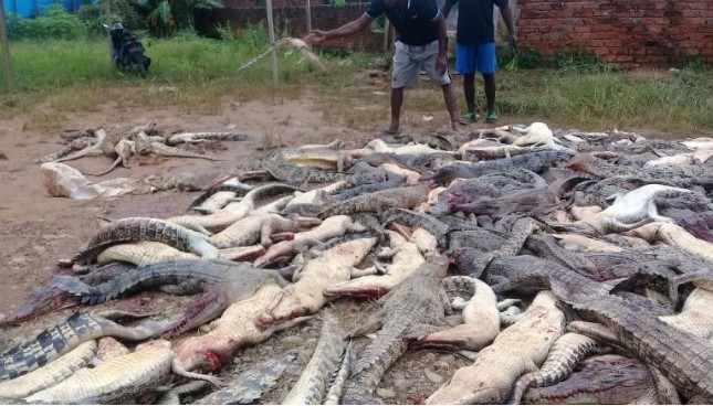 印尼鳄鱼疑咬死人 村民“开杀戒”宰300条报复