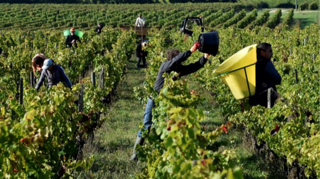 法国季节工匮乏严重 餐饮旅馆业及葡萄种植业遭遇用人荒