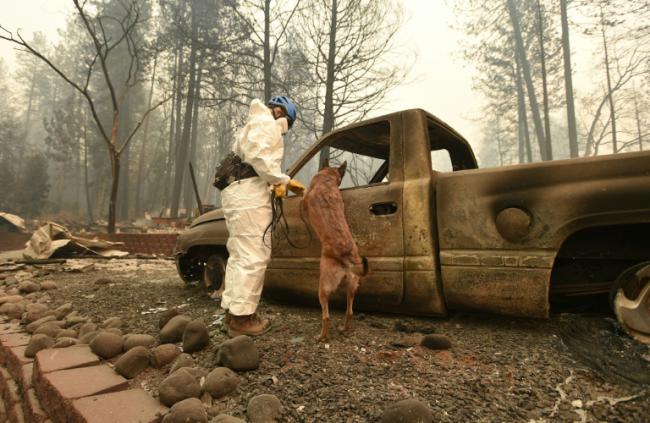 美国加州大火已致51人死亡 仍有100多人失踪
