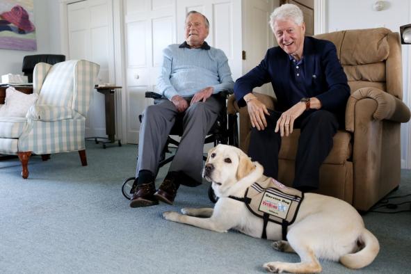 已故总统老布什服务犬将帮助受伤老兵