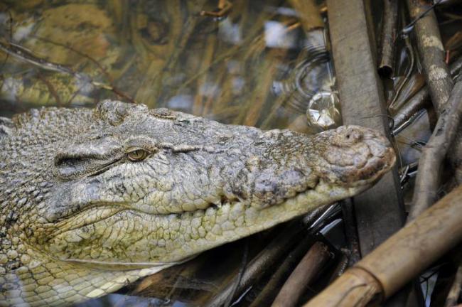 印尼一女科学家遭鳄鱼活吞