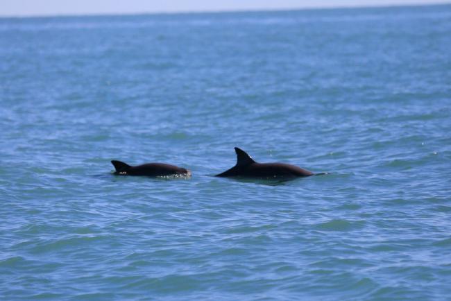 墨西哥计划建立濒危海豚保护区