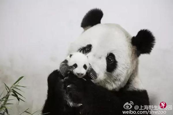 上海野生动物园大熊猫母子突发重病死亡