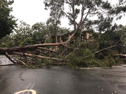 西悉尼狂风大作 大树倒塌居民断电