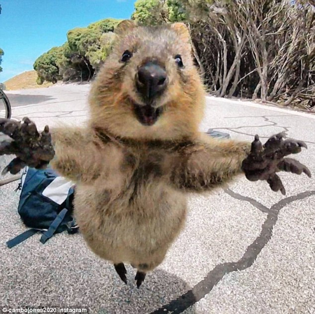 短尾矮袋鼠激增 威胁Rottnest Island生态