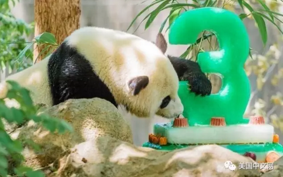 传奇大熊猫“宝宝”回中国了，美国人哭了