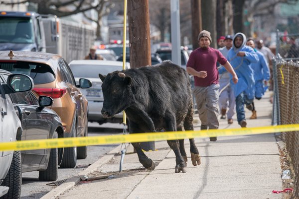 屠宰场逃出公牛 在纽约皇后区横冲直撞