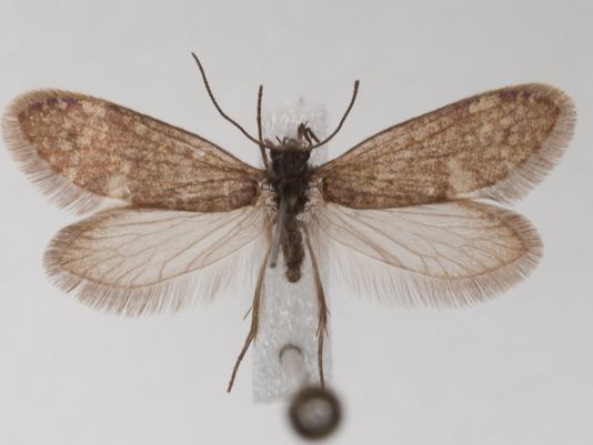 世界上最古老的蝴蝶和蛾类化石被发现 