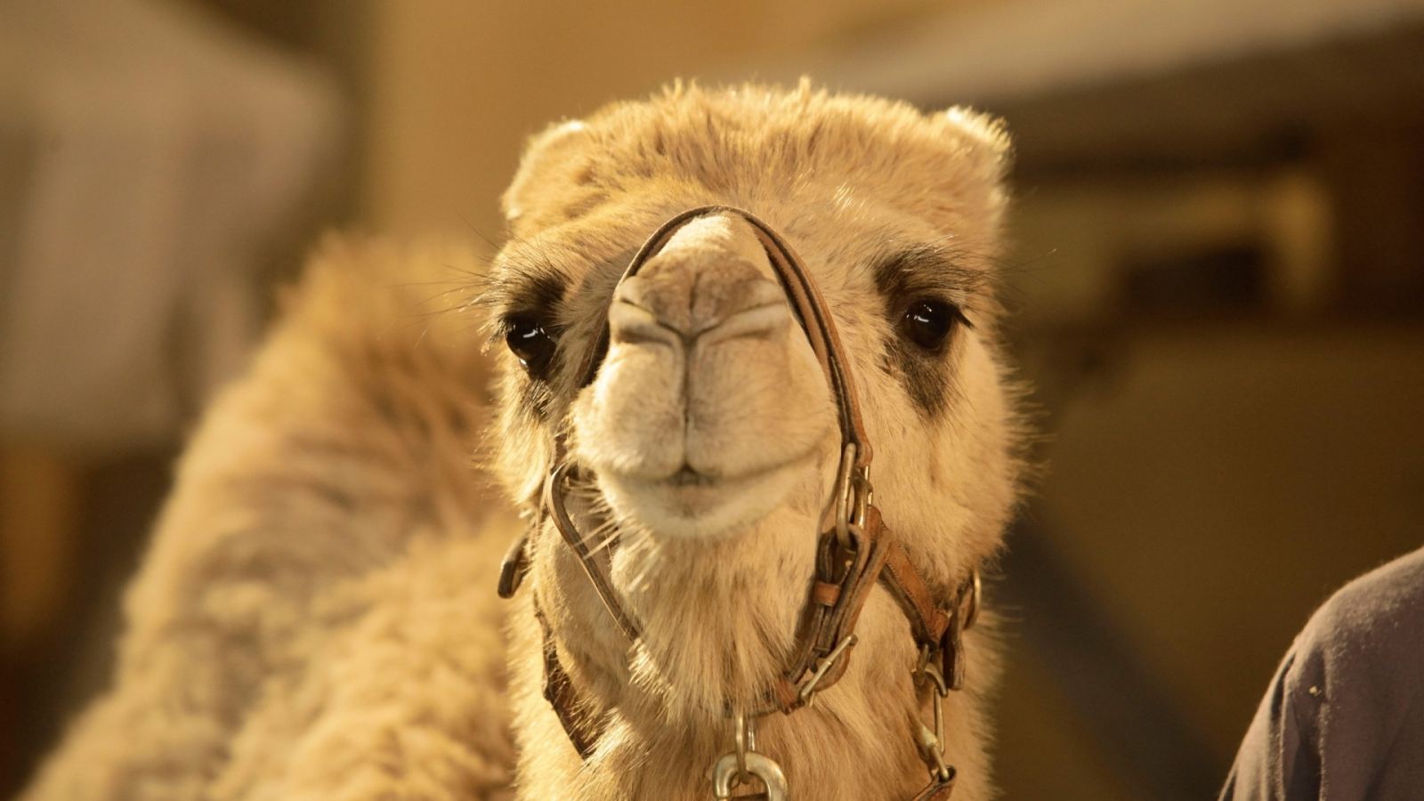 沙特举行盛大骆驼选美比赛 奖金高达3000万美元