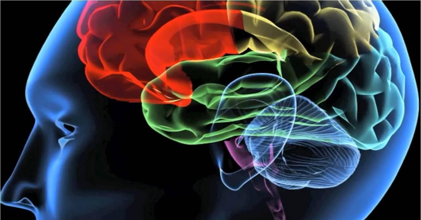 研究发现自闭症患者的大脑更为对称